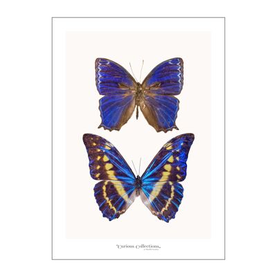 Póster Pareja de 2 mariposas azul 03