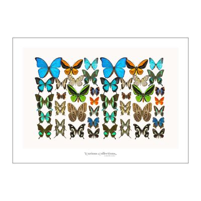 Poster Lamdscape Collection Butterflies 01
