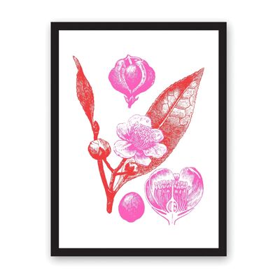 Botanical Illustration A3 Riso Print , OD-RP-3294-A3