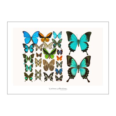 Poster Lamdscape Collection Butterflies 02