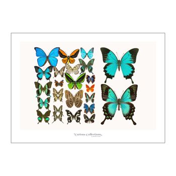 Affiche Lamdscape Collection Papillons 02