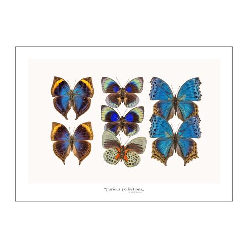 Poster Lamdscape Collection Butterflies 03