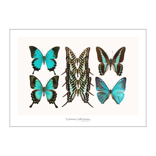 Poster Lamdscape Collection Butterflies 04