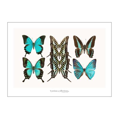 Póster Lamdscape Collection Butterflies 04