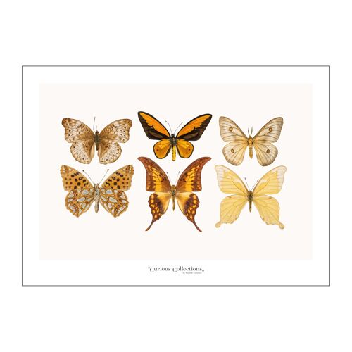 Poster Lamdscape Collection Butterflies 05