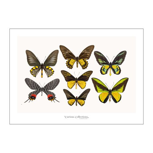 Poster Lamdscape Collection Butterflies 06