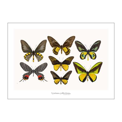 Poster Lamdscape Collection Schmetterlinge 06