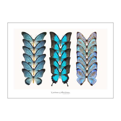 Affiche Lamdscape Collection Papillons 07