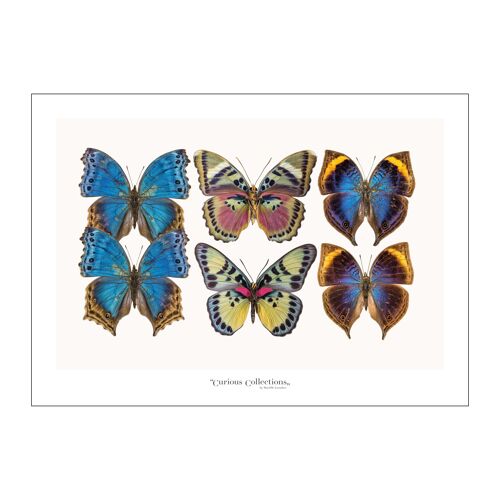 Poster Lamdscape Collection Butterflies 08