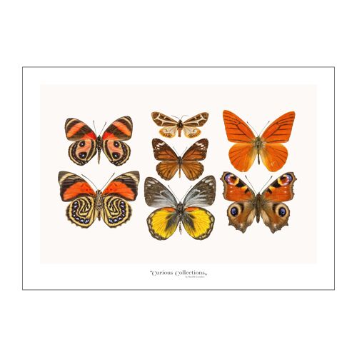 Poster Lamdscape Collection Butterflies 09