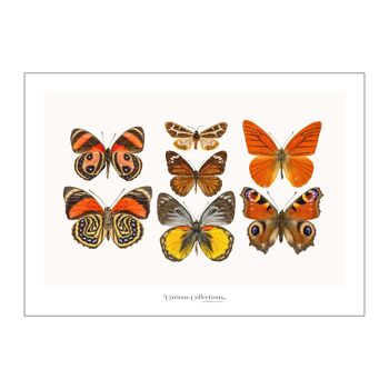Affiche Lamdscape Collection Papillons 09