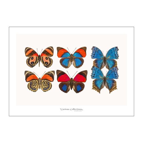 Poster Lamdscape Collection Butterflies 10