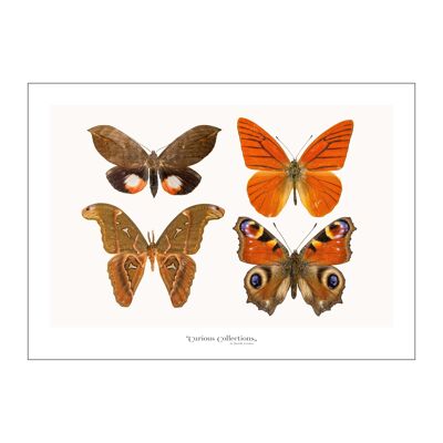 Poster Lamdscape Collection Schmetterlinge 11