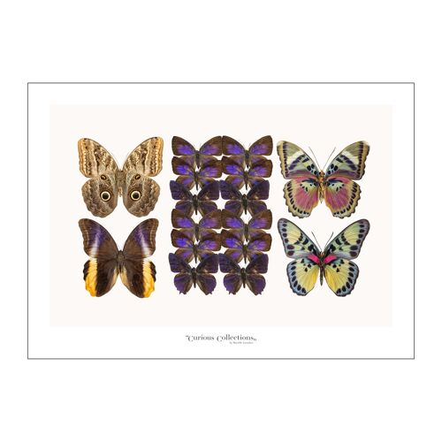 Poster Lamdscape Collection Butterflies 12