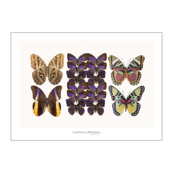 Affiche Lamdscape Collection Papillons 12