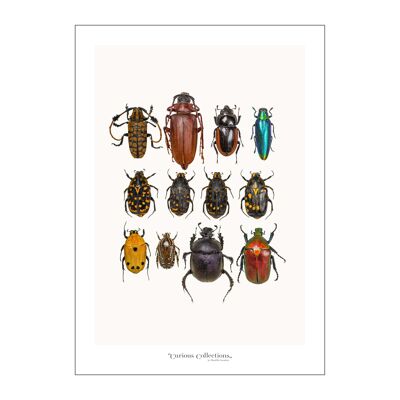 Póster Escarabajos