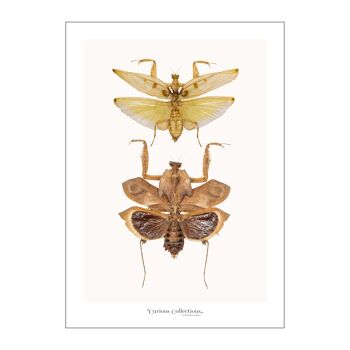 Poster Grands insectes
