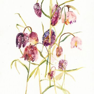 Fritillaria A6 postcard / 12 pieces