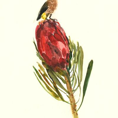 Sugarbird Protea A6 postcard / 12 pieces