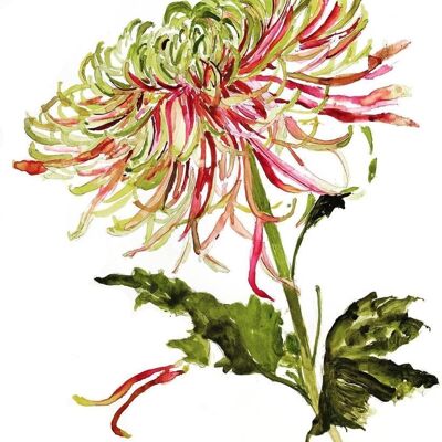 Chrysanthemum A6 postcard / 12 pieces
