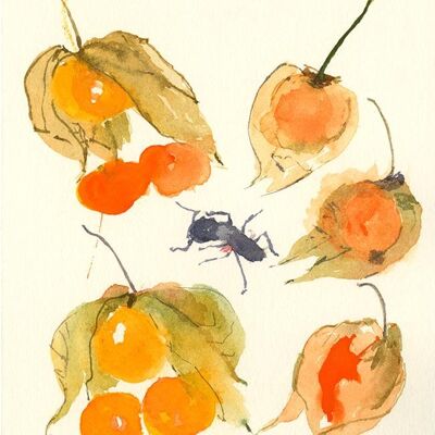 Physalis A6 postcard / 12 pieces