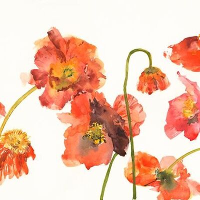 Dancing Poppies A6 postcard / 12 pieces
