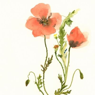 Tender Poppies A6 postcard / 12 pieces