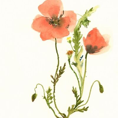 Tender Poppies A6 postcard / 12 pieces