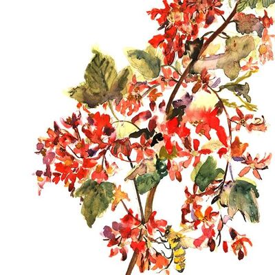 Ribes A6 postcard / 12 pieces