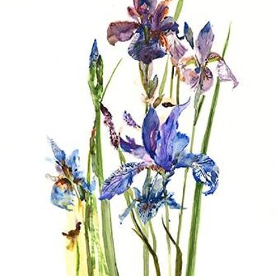 Iris Sibirica A6 postcard / 12 pieces