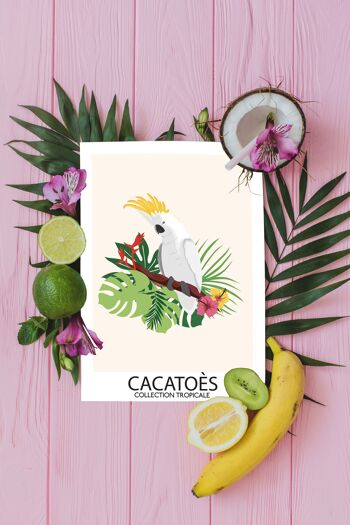 A6 - Carte Oiseaux Tropicaux - Cacatoès 1