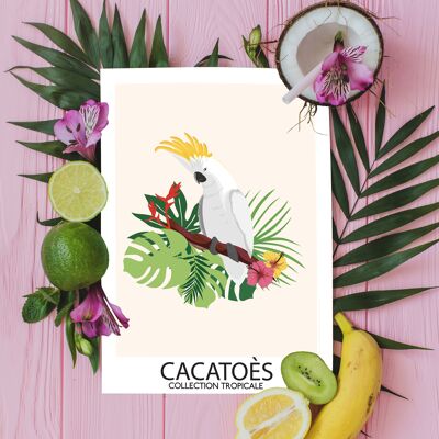 A6 - Carte Oiseaux Tropicaux - Cacatoès