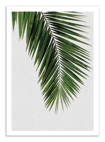 Art-Poster - Palm Leaf - Orara Studio W18352 1