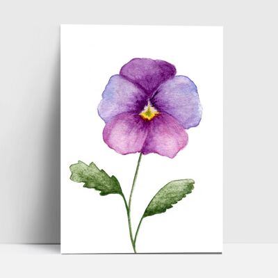 Postcard, horned violet