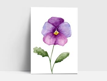 Carte postale, violet cornu 1
