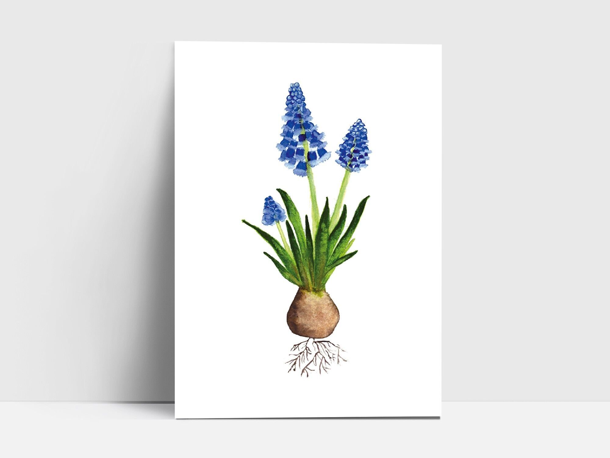 Postcard, pearl hyacinth