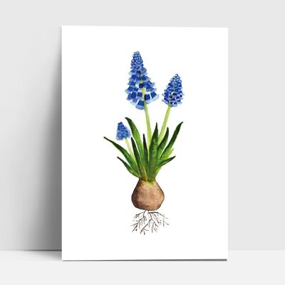 Postcard, pearl hyacinth