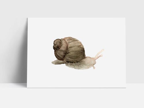 Postkarte, Schnecke