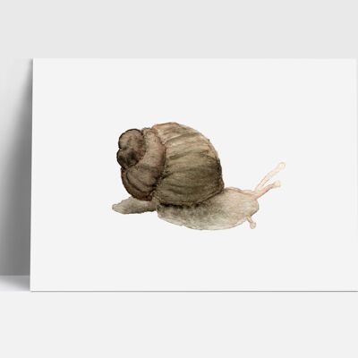 Postkarte, Schnecke