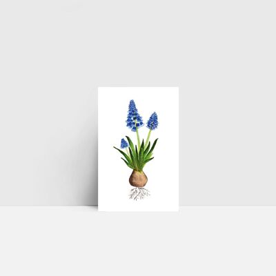 Mini card, pearl hyacinth