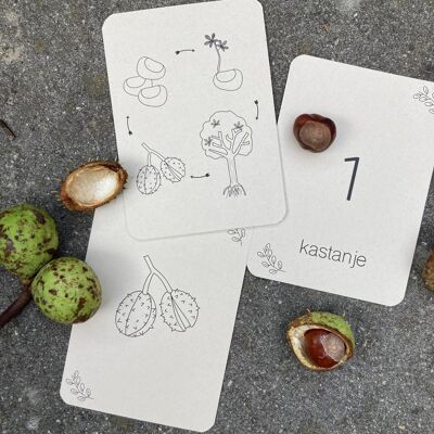 Lifecycle Pumpkin - Chestnut - Acorn - Mushroom - Educational Flashcards