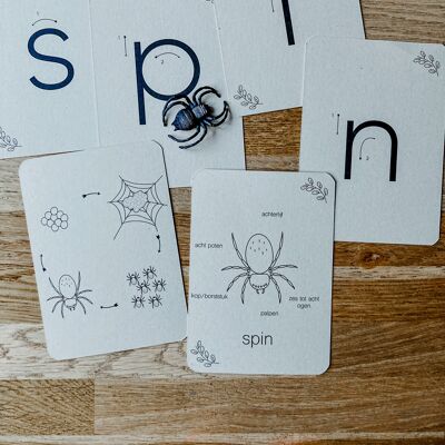 Lifecycle spin flashcards