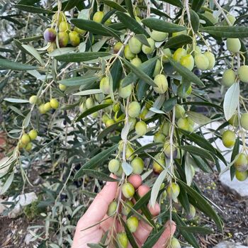 Olio Memento - Huile d'olive extra vierge 100% italienne DOP Terra di Bari-Bitonto 4