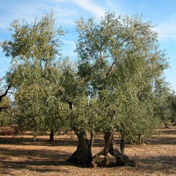 Olio Memento - Huile d'olive extra vierge 100% italienne DOP Terra di Bari-Bitonto 5