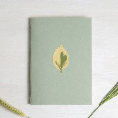 Herbarium notebook A6 • Pittosporum (sheet)