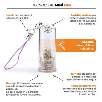 Minì Fun Eve - Mini plante pour les tendres et les délicats 5