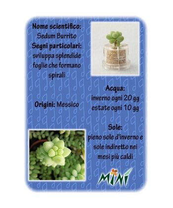 Minì Fun Floe - Mini plante pour les raffinés et élégants 3