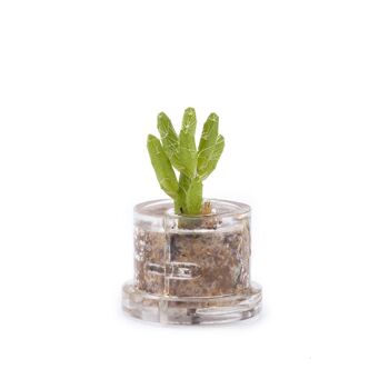 Minì Fun Kira - Mini plante pour les courageux et les tenaces 2