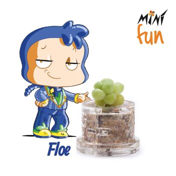 Mini Box Fun - Floe - - Mini plante pour les raffinés et élégants 1