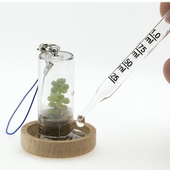 Mini Box Fun - Houx -- Mini plante pour les audacieux et les ambitieux 2